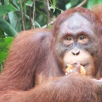 orang oetang tijdens voedertijd